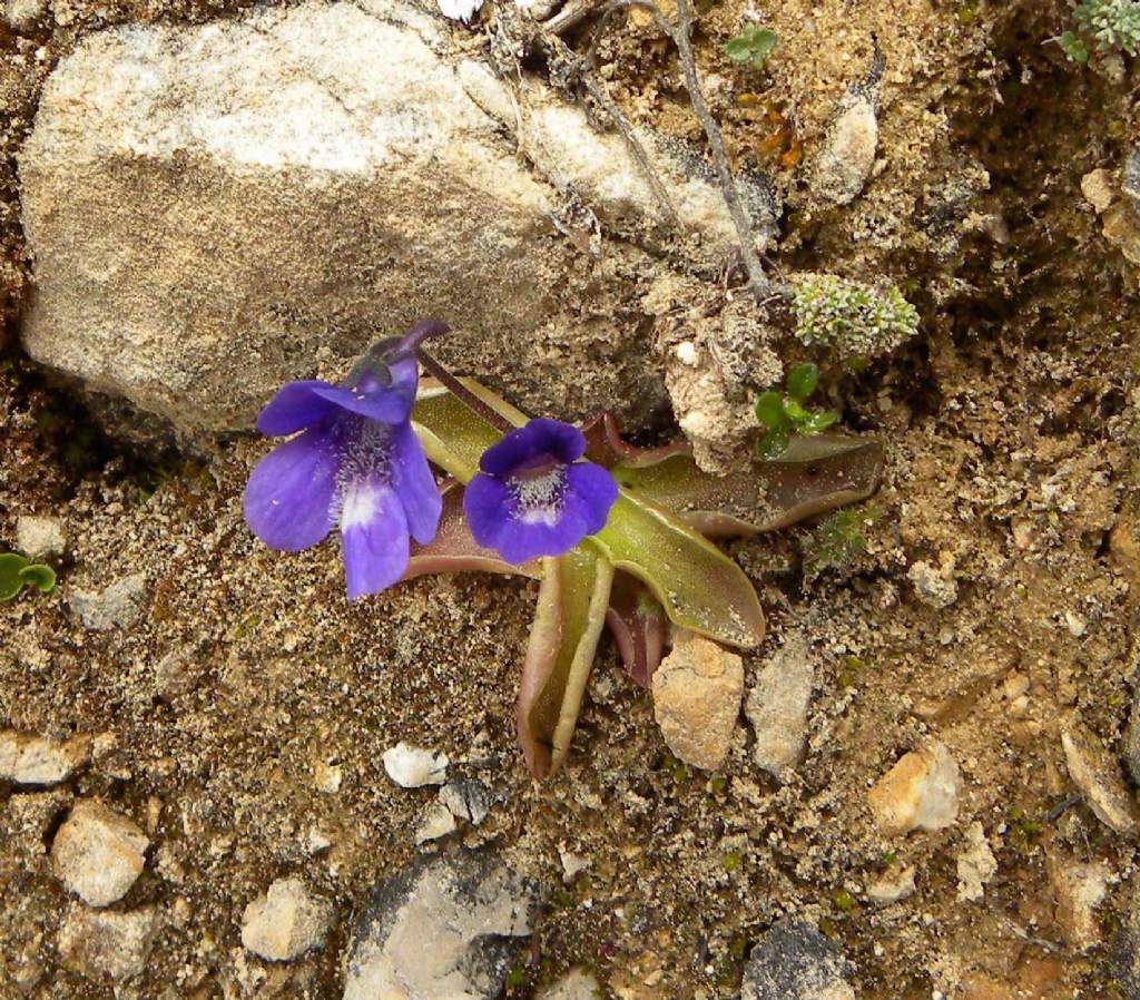 quale Pinguicula?